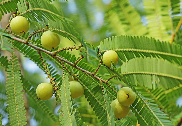 PHYLLANTHUS EMBLICA